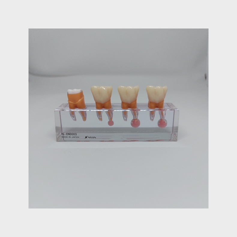 Endodontisk Studiemodel